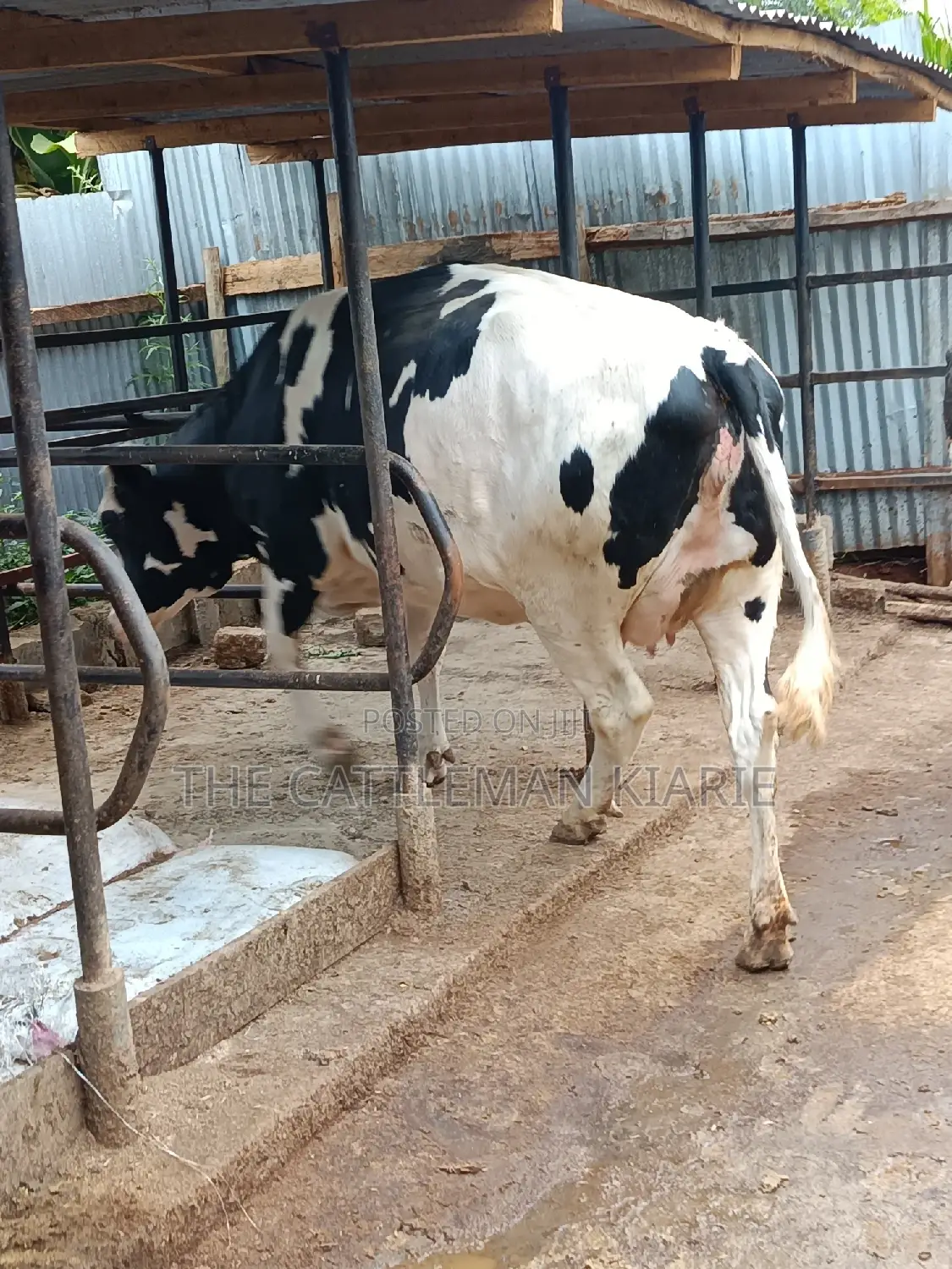 Pure Pedigree Friesian Holstein Heifer