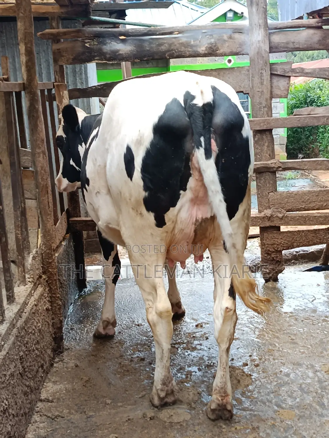 Pure Pedigree Friesian Holstein Heifer