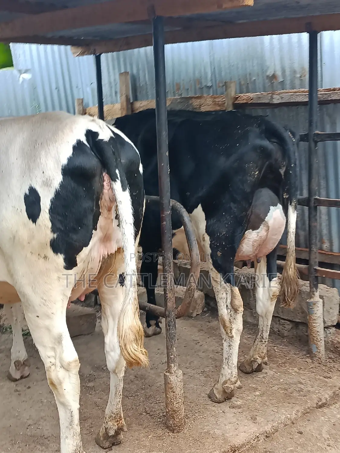 Pure Pedigree Friesian Holstein Heifer