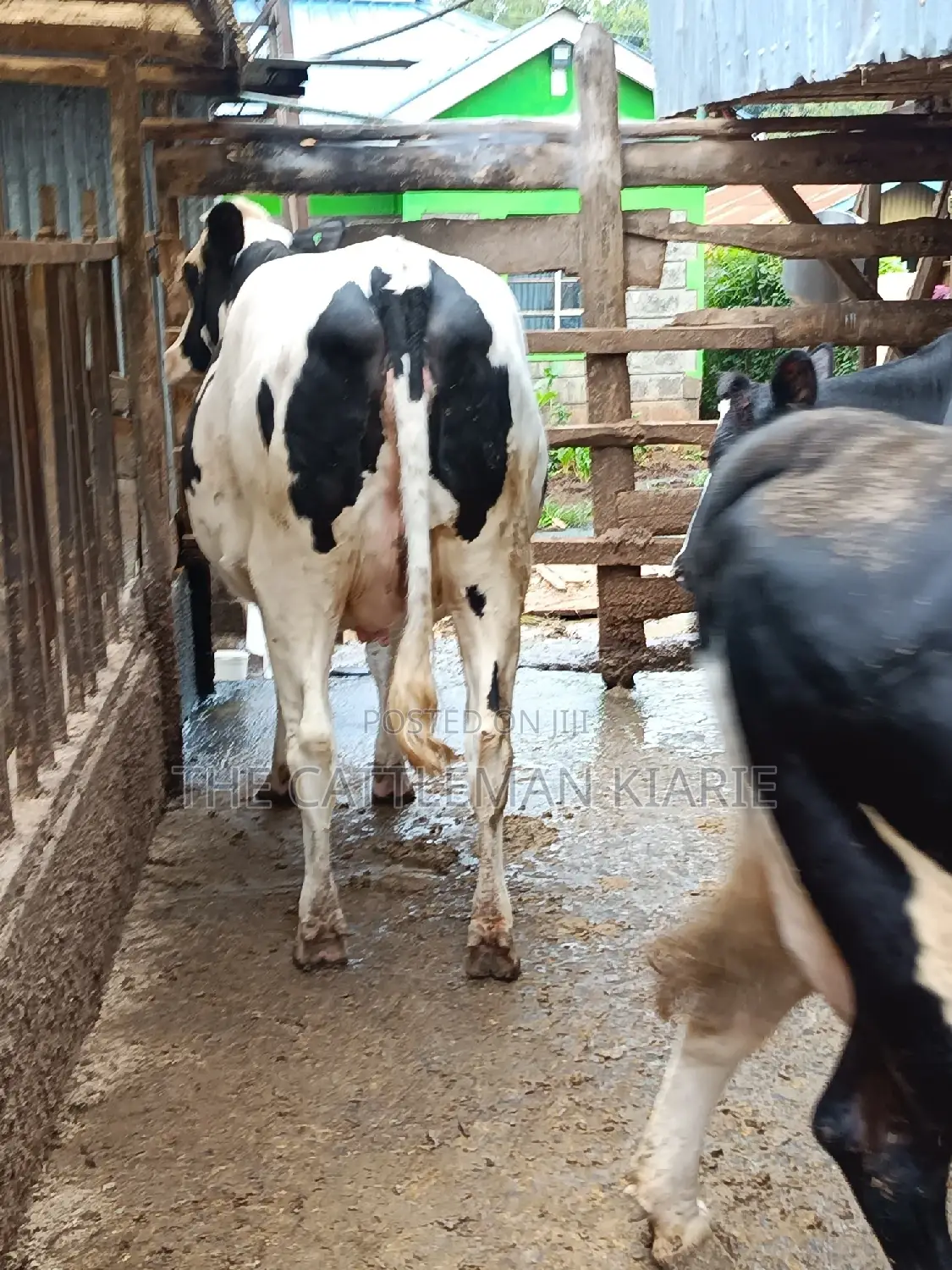 Pure Pedigree Friesian Holstein Heifer