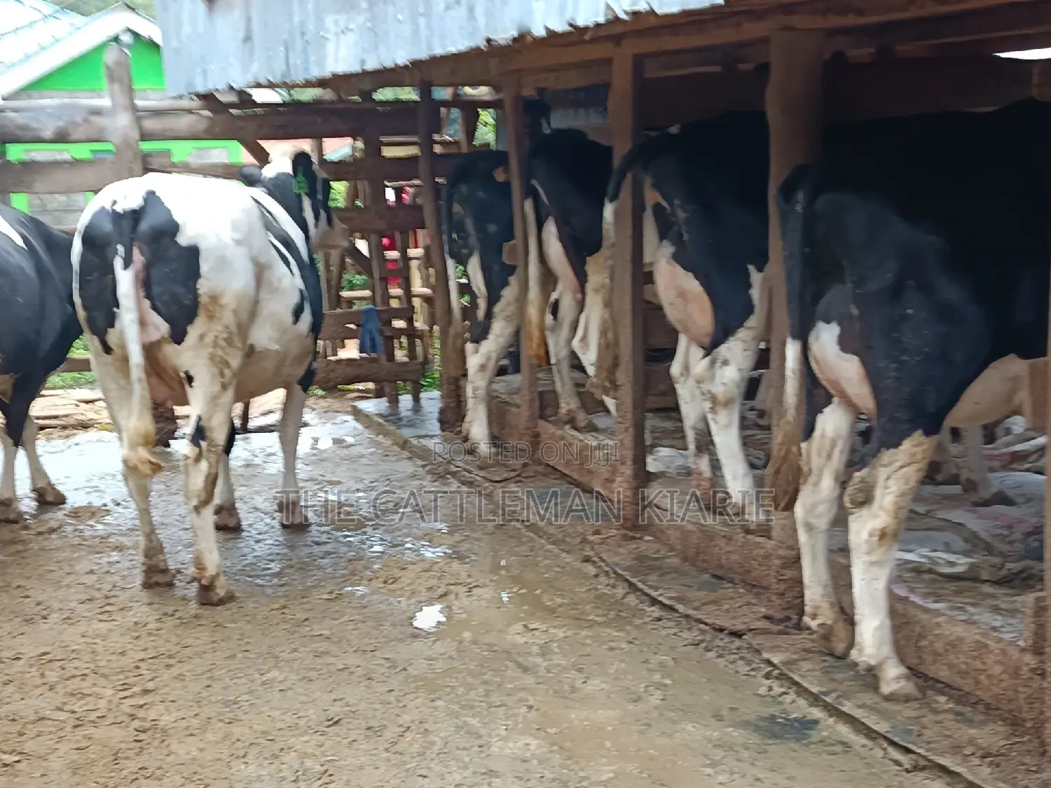 Pure Pedigree Friesian Holstein Heifer