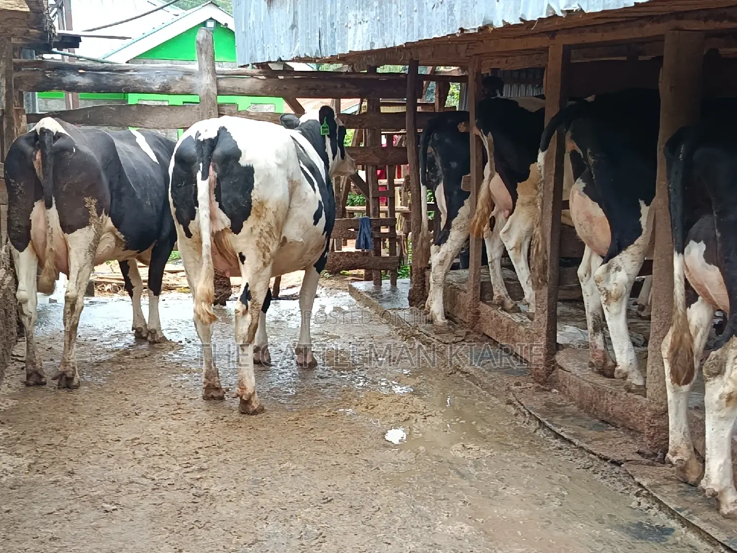 Pure Pedigree Friesian Holstein Heifer