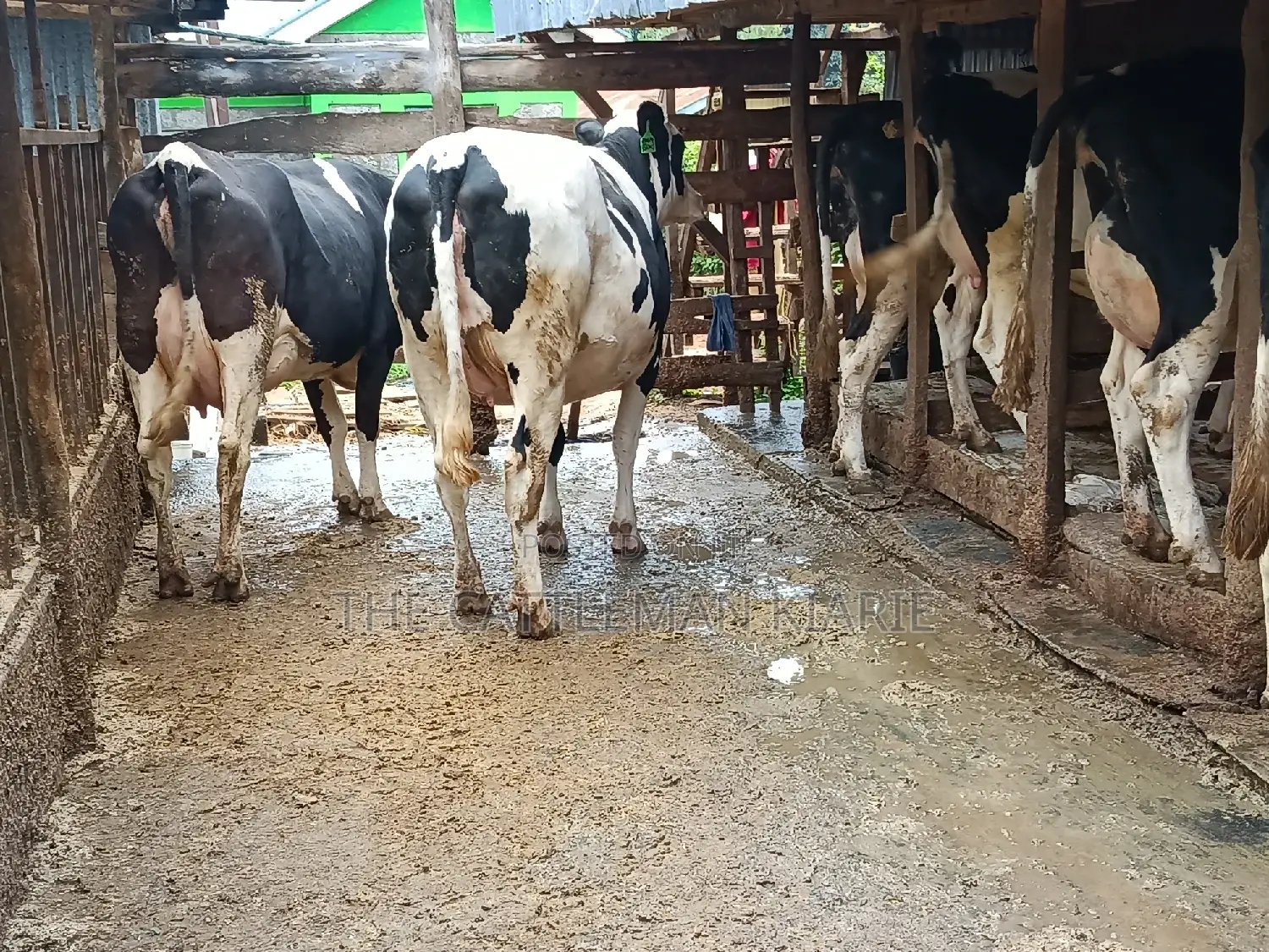 Pure Pedigree Friesian Holstein Heifer