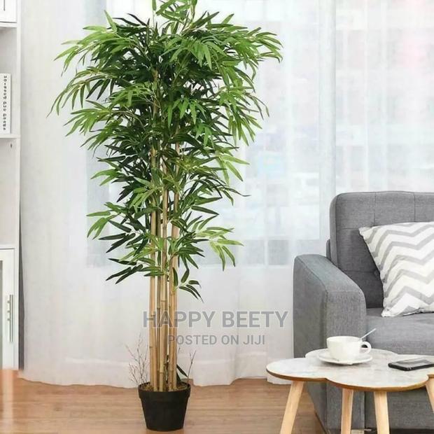 High Quality Potted House Tree