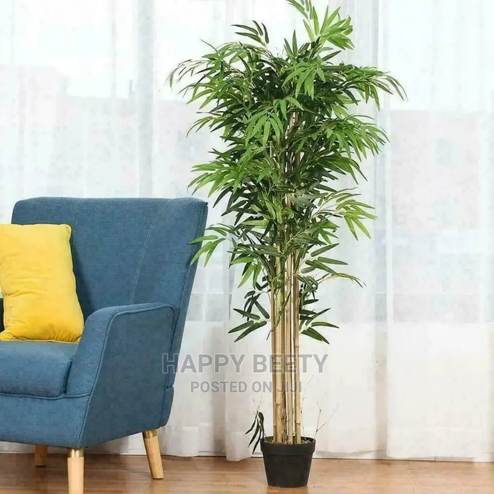 High Quality Potted House Tree