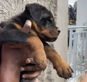 1-3 months Male Purebred Rottweiler