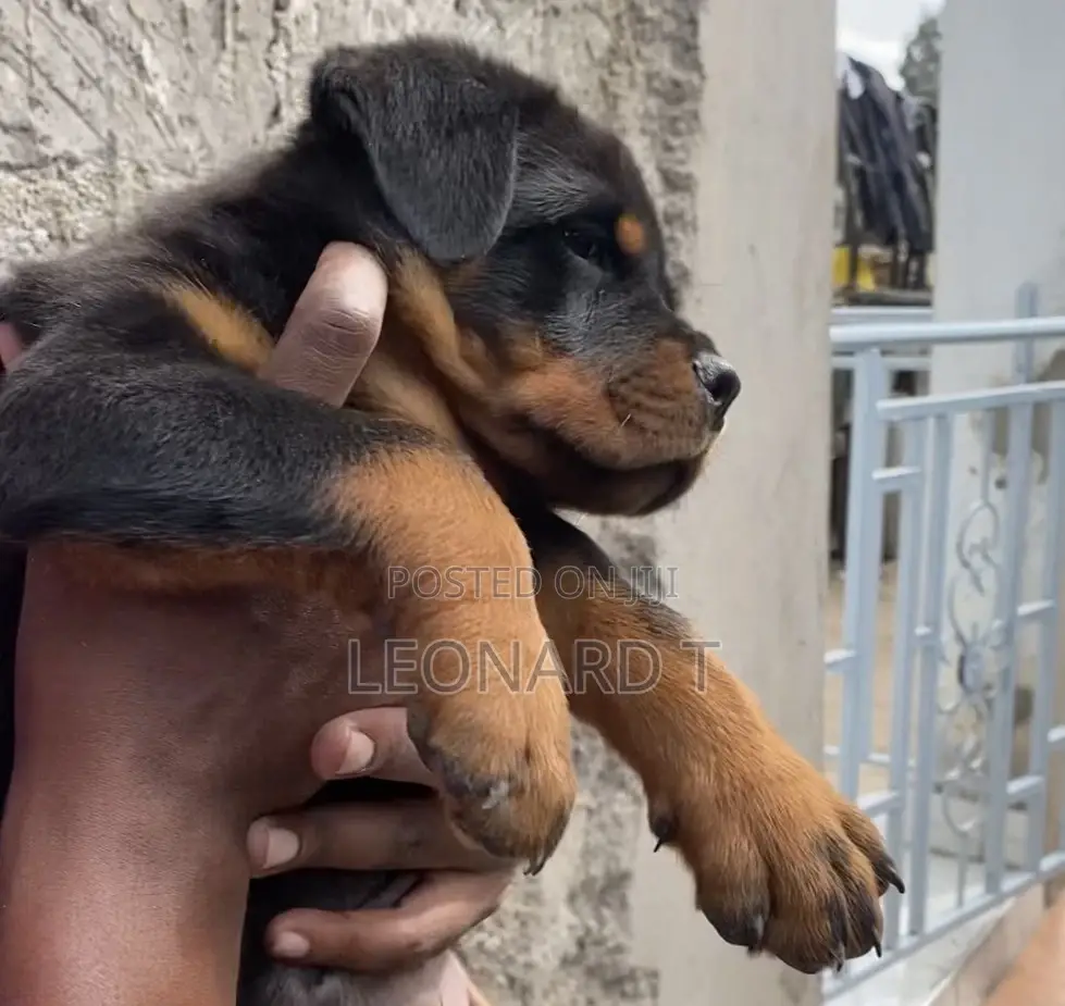 1-3 months Male Purebred Rottweiler