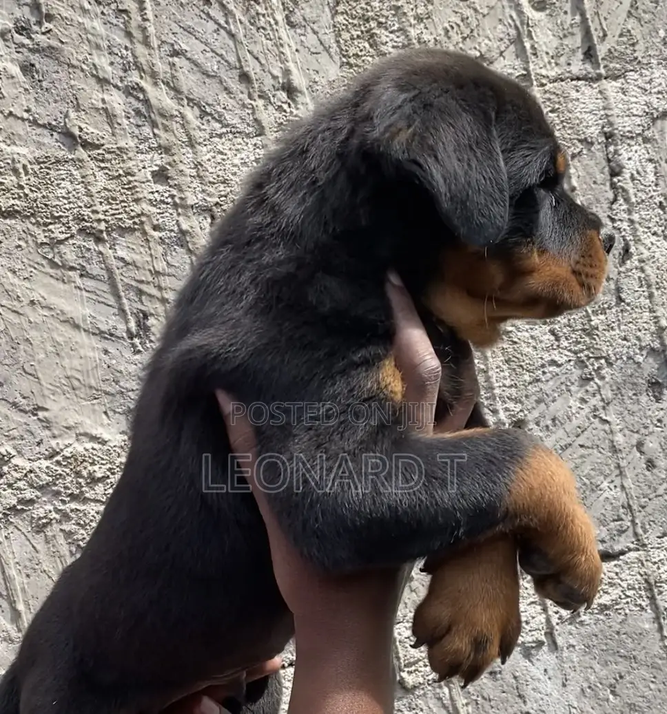 1-3 months Male Purebred Rottweiler
