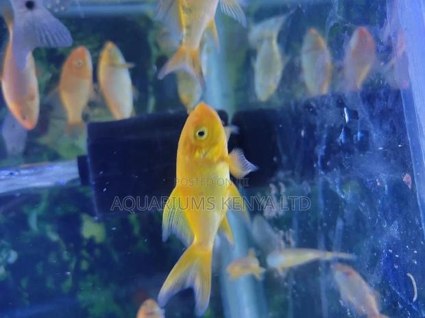 Long Fin Koi Fish , Aquarium - main view