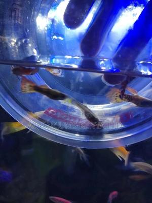 Live Bearers, Guppies Fish - thumbnail 2