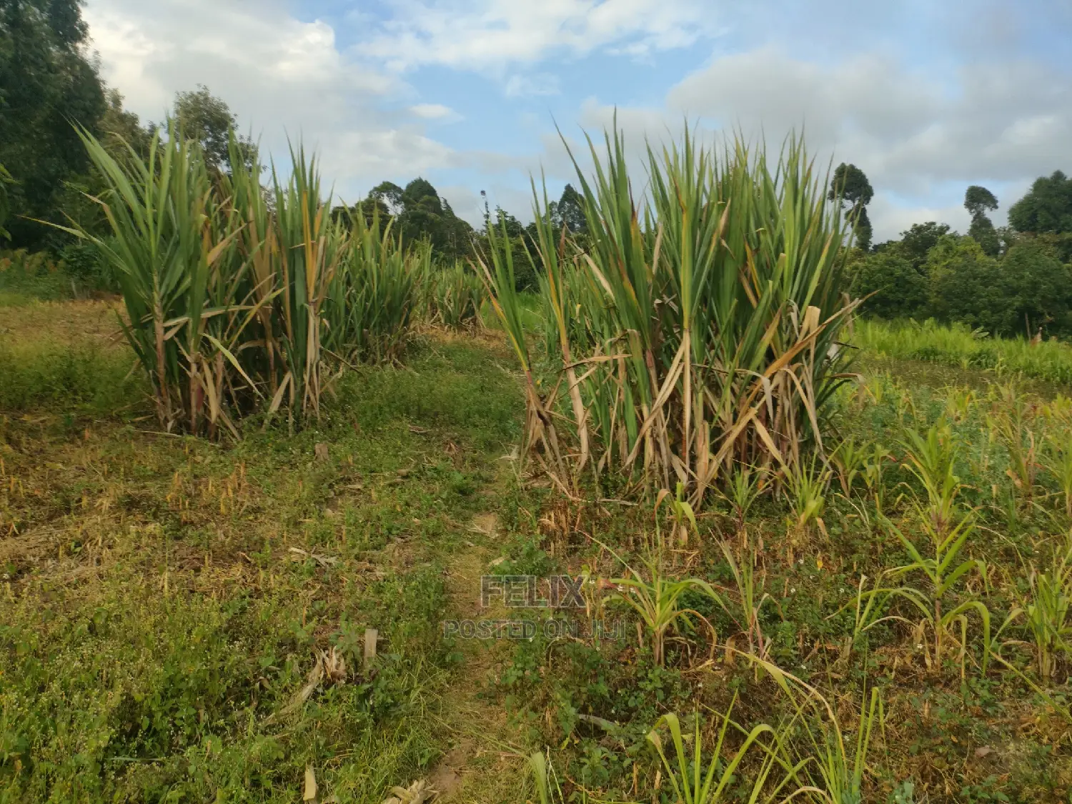 Chaka Mbiriri/2acres