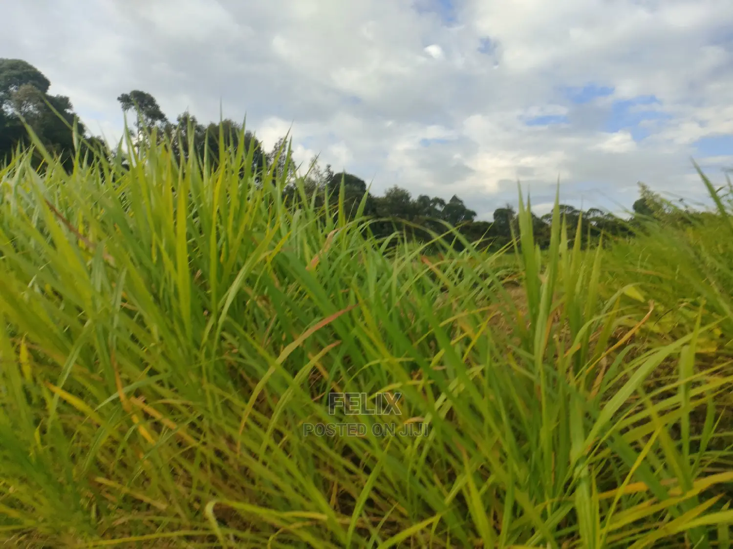 Chaka Mbiriri/2acres
