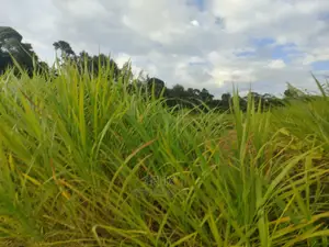 Chaka Mbiriri/2acres