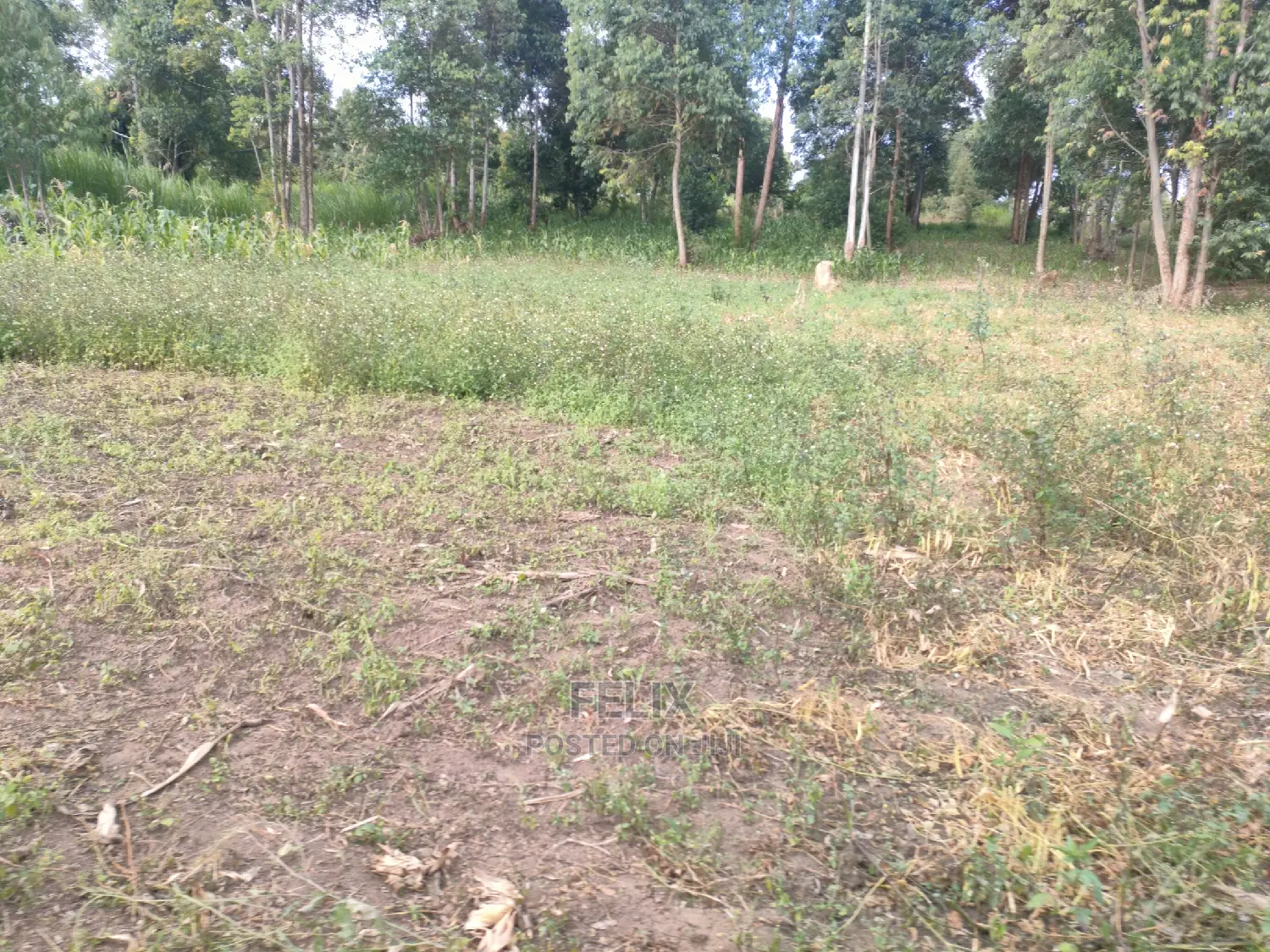 Chaka Mbiriri/2acres