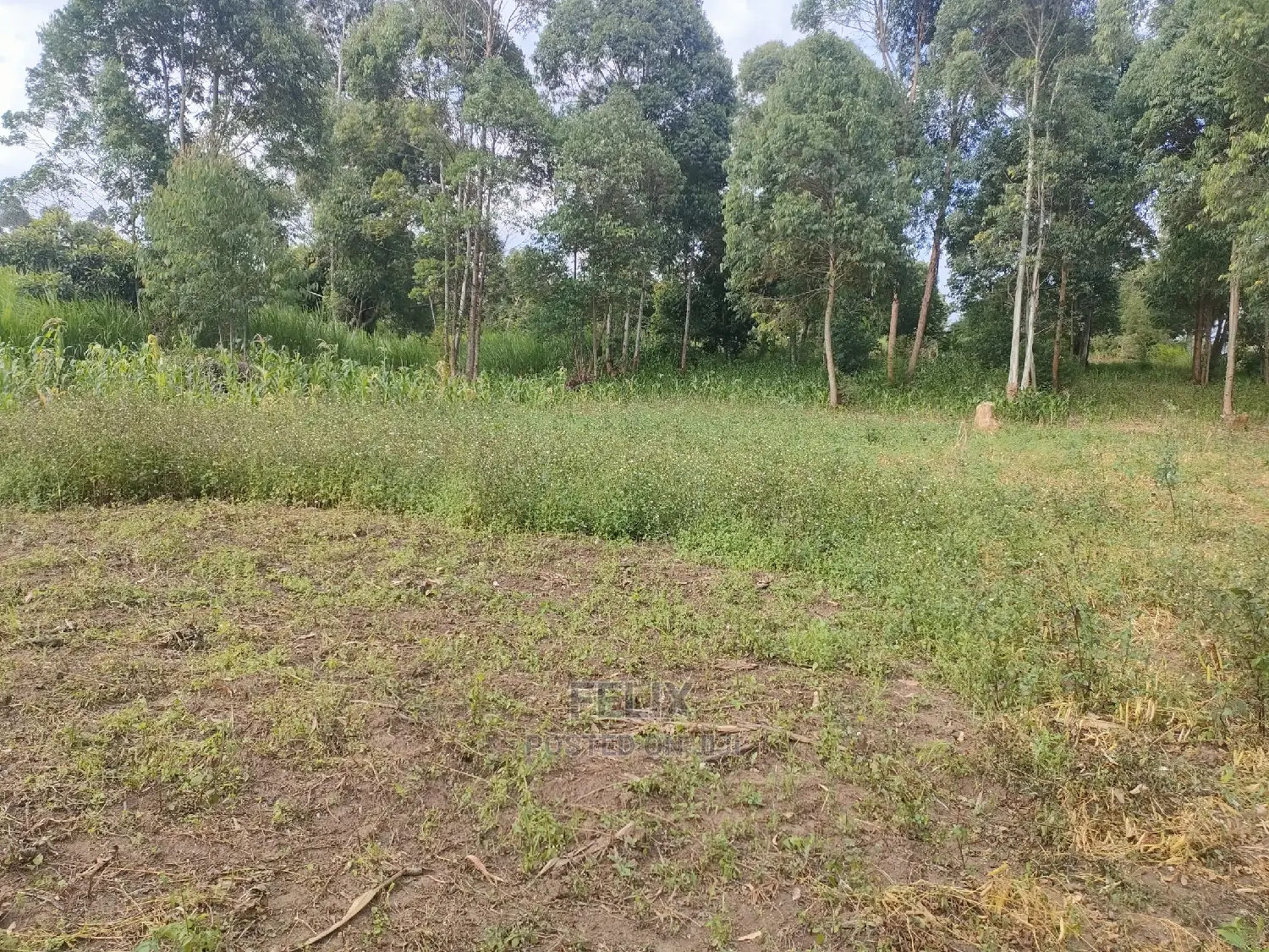 Chaka Mbiriri/2acres