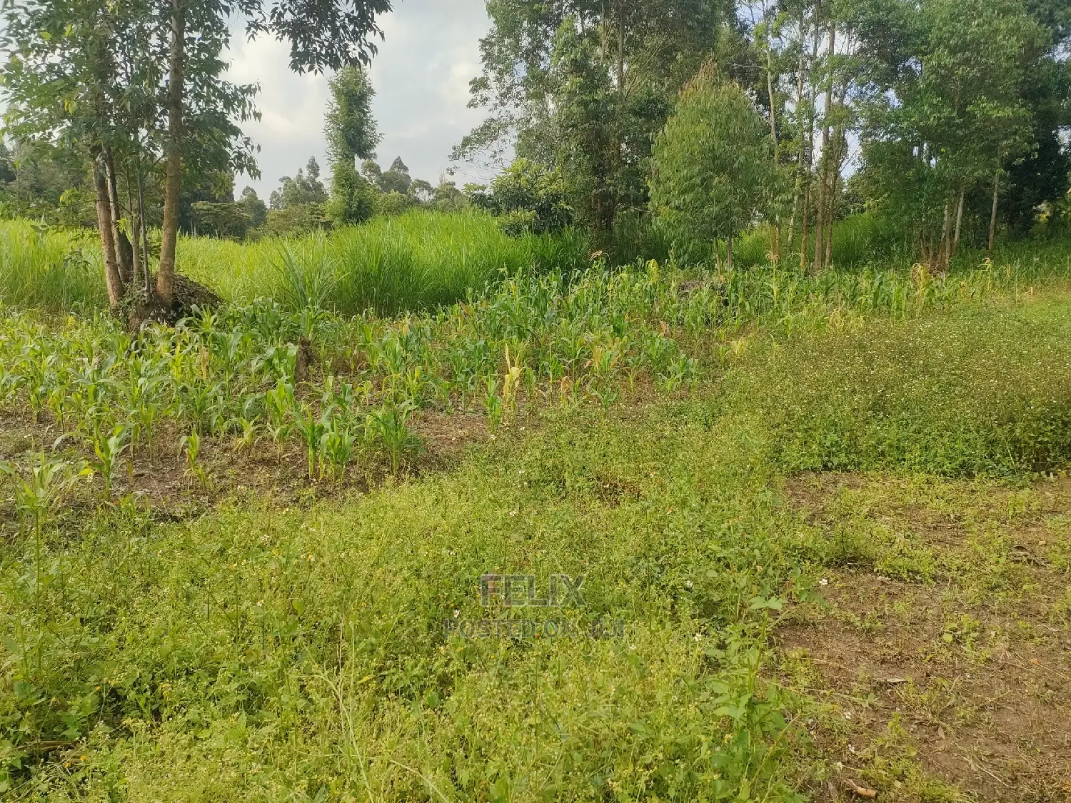 Chaka Mbiriri/2acres