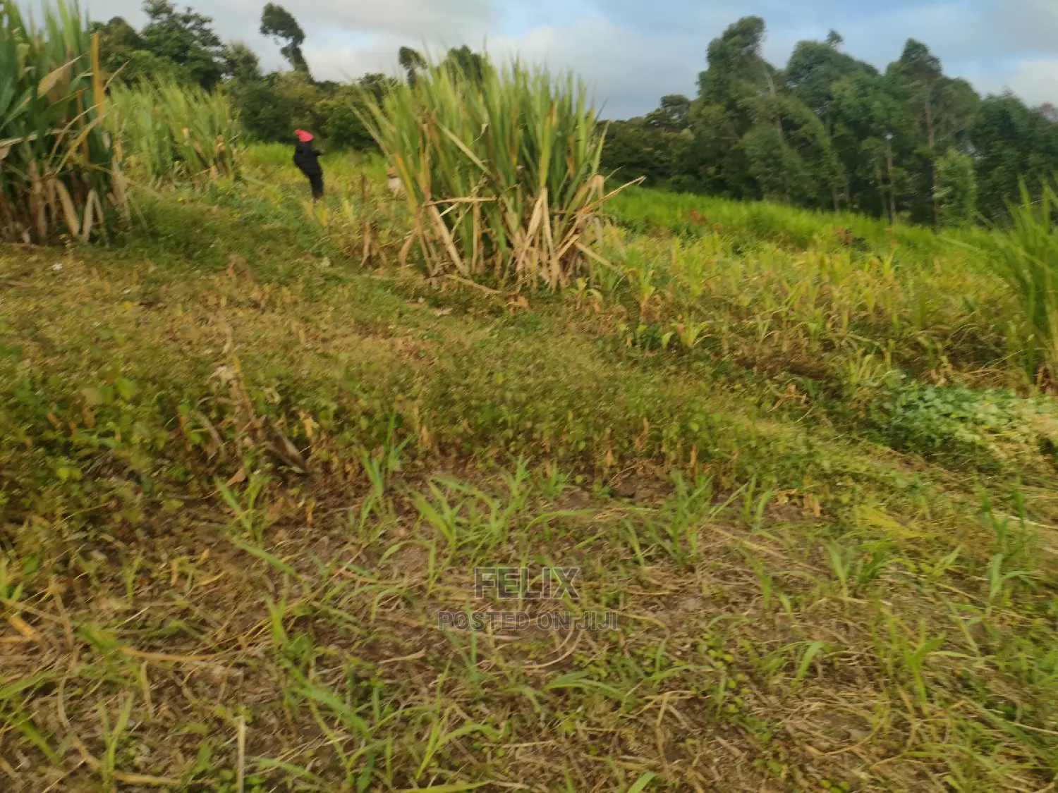 Chaka Mbiriri/2acres