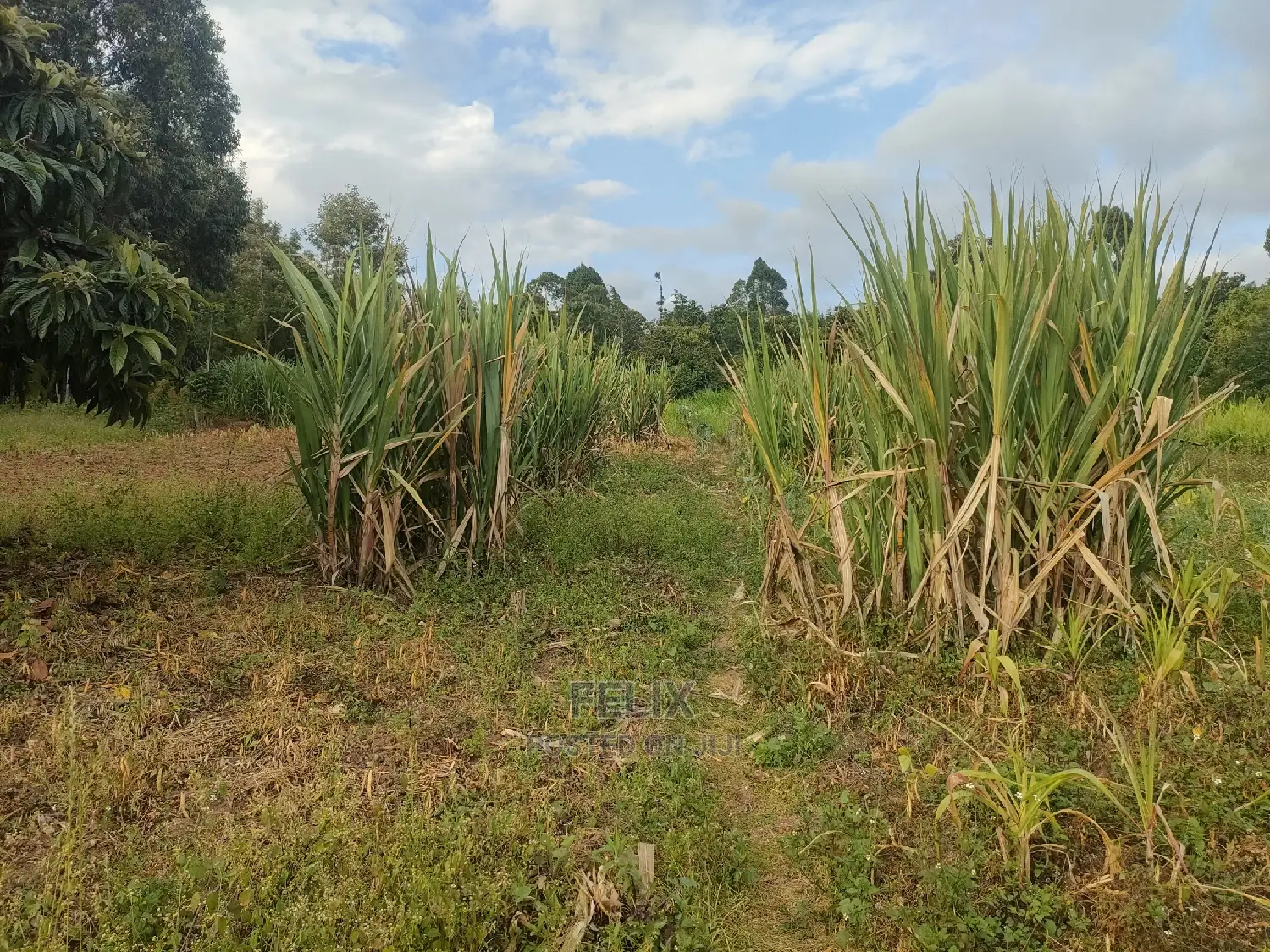 Chaka Mbiriri/2acres