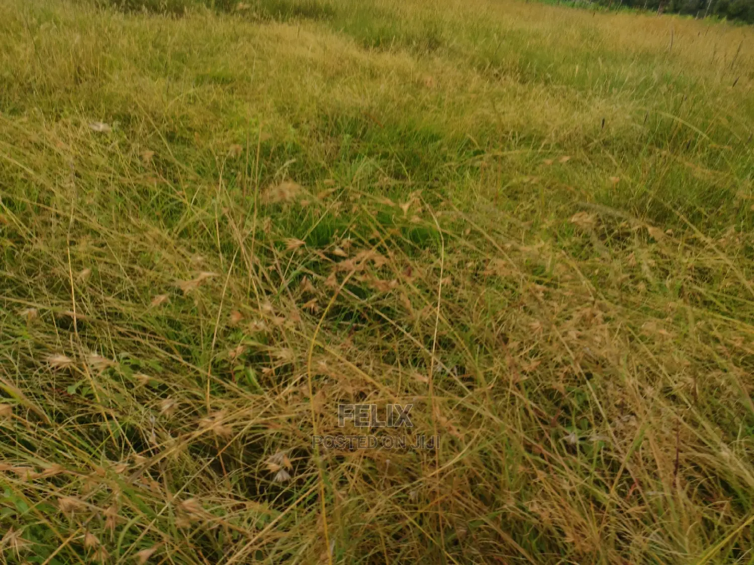 Karatina Hiriga 1acre.