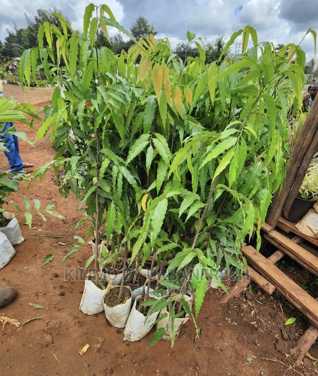 Ashok Tree Seedlings Available - main view