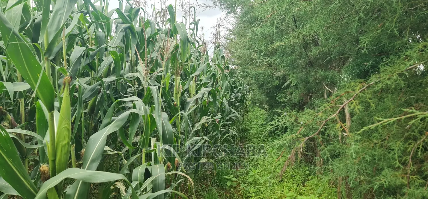 Plots for Sale Opposite Proposed MTRH Kiplombe in Eldoret