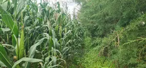 Plots for Sale Opposite Proposed MTRH Kiplombe in Eldoret