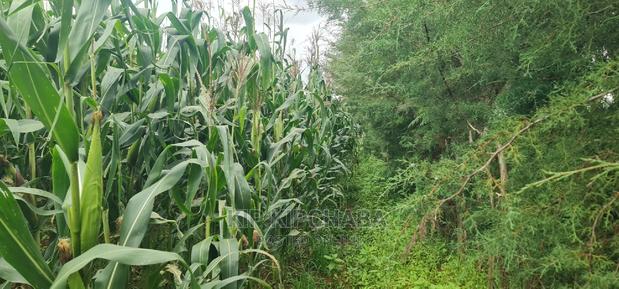 Plots for Sale Opposite Proposed MTRH Kiplombe in Eldoret - thumbnail 2