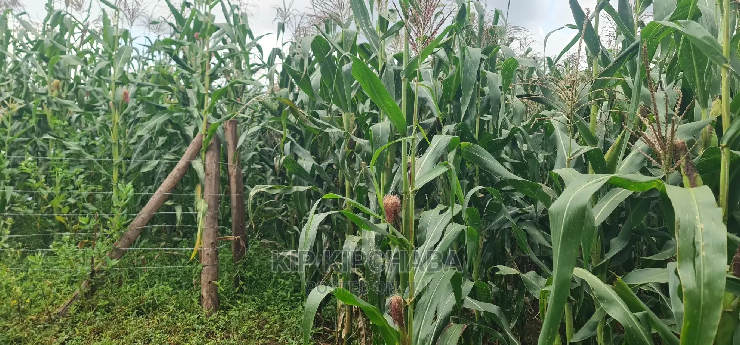 Plots for Sale Opposite Proposed MTRH Kiplombe in Eldoret