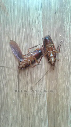 Cockroach Control in Nairobi