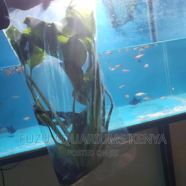 Live Water Lily - main view