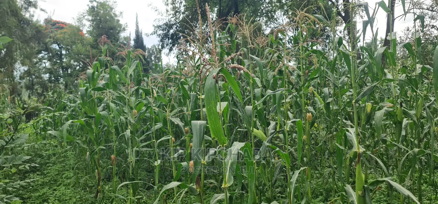 1 Acre Into 1⁄2 and 1⁄4 Plots for Sale in Elgonview Eldoret