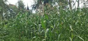 1 Acre Into 1⁄2 and 1⁄4 Plots for Sale in Elgonview Eldoret