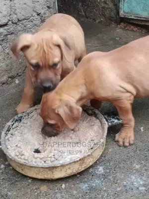 1-3 months Male Purebred Boerboel