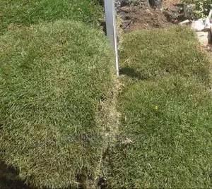 Carpets of Arabic Grass