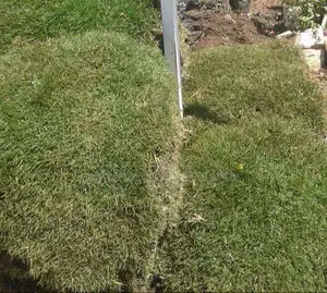 Carpets of Arabic Grass