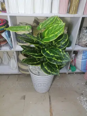 Plant and Vase 1.2m on Offer