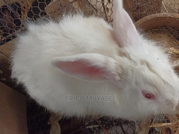 Angora Rabbits - main view