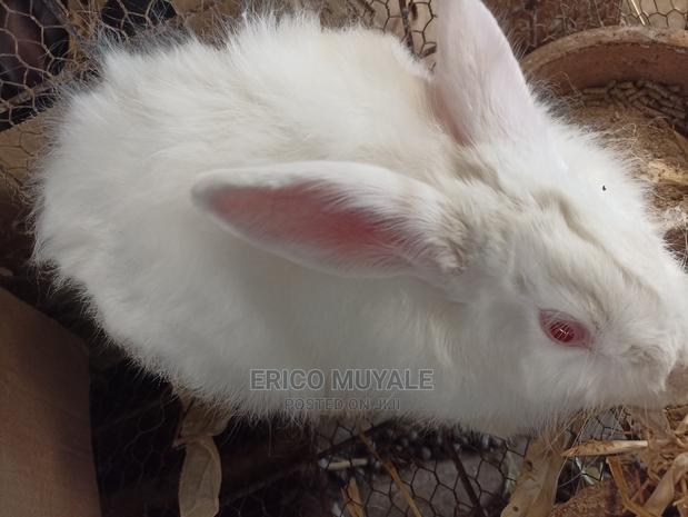 Angora Rabbits - thumbnail 3