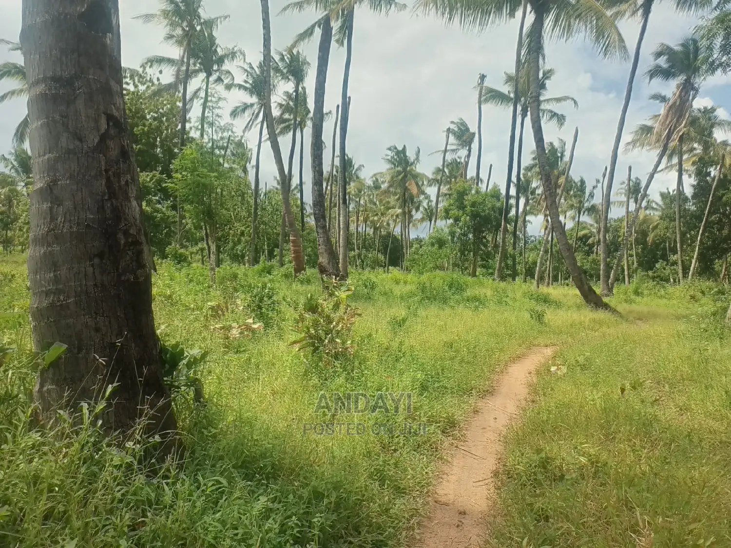 Takaungu (1/4 Acre) Beach Plots