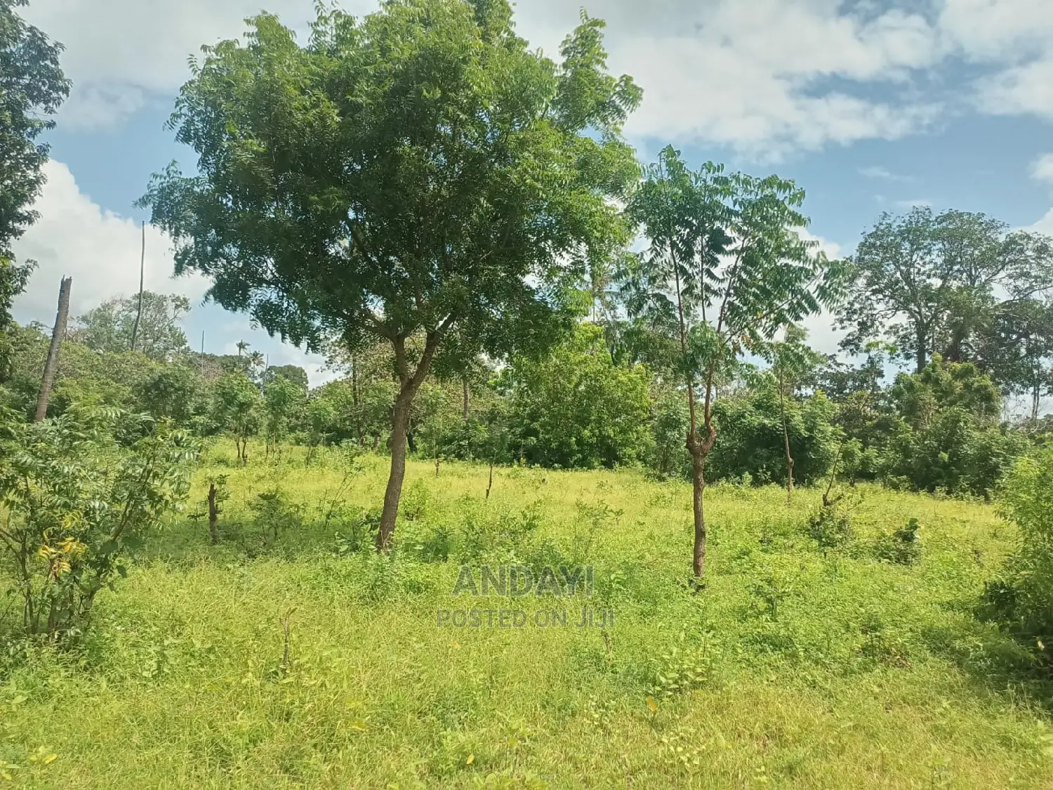 Takaungu (1/4 Acre) Beach Plots