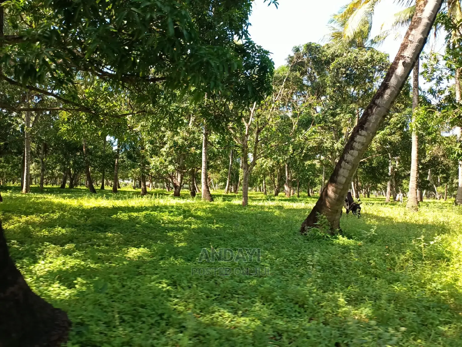 Takaungu (1/4 Acre) Beach Plots