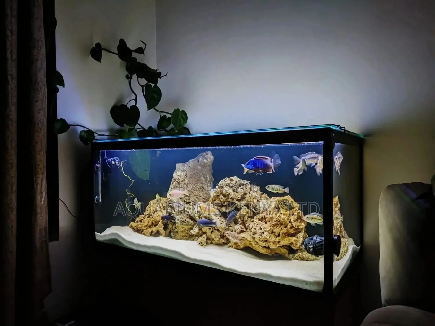 Freshwater Coral Fish Tank Set-Up