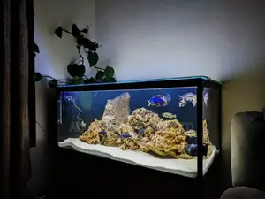 Freshwater Coral Fish Tank Set-Up