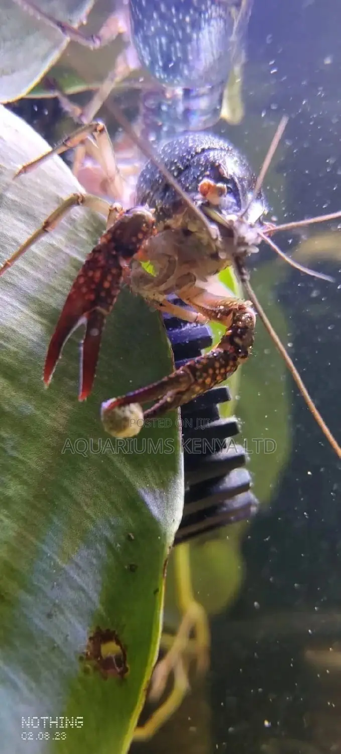 Cray Fish (Territorial) Aquarium Fish
