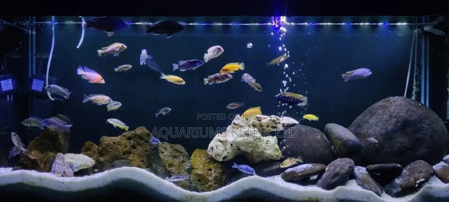 Cichlid Haven Fish Tanks 5ft