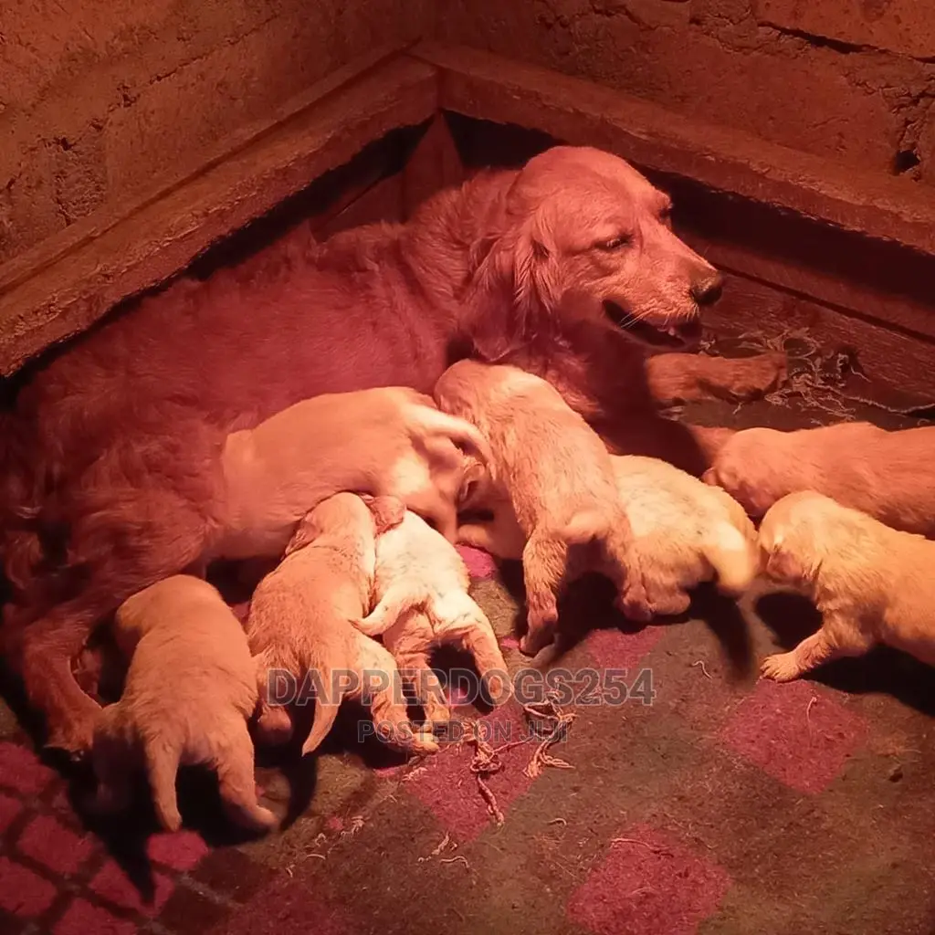 1-3 months Male Purebred Golden Retriever