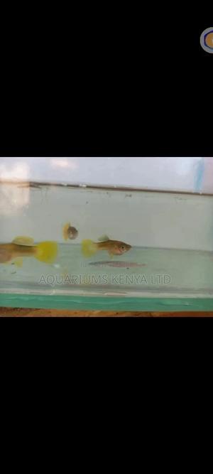 Yellow Tail Guppies . - thumbnail 2