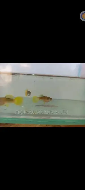 Yellow Tail Guppies .