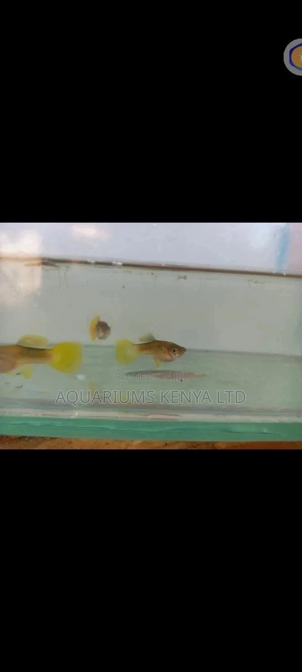 Yellow Tail Guppies . - main view
