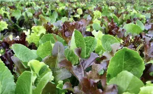 Mixed Lettuce Packet in Punnet 10units. 24hr Delivery Time.
